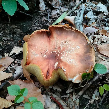 Jolie Petite Maison Chez Barbara * Garbagna
