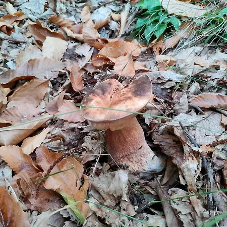 Σπίτι διακοπών Jolie Petite Maison Chez Barbara *