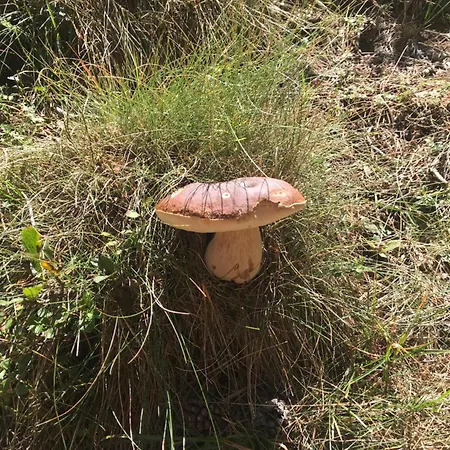 Jolie Petite Maison Chez Barbara Σπίτι διακοπών *
