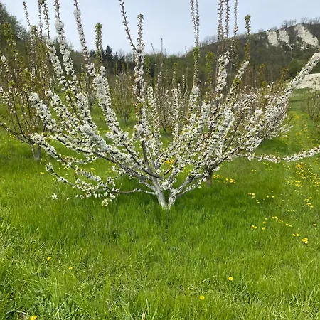 Vakantiehuis Jolie Petite Maison Chez Barbara *