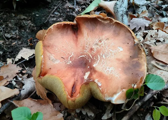 Jolie Petite Maison Chez Barbara * Garbagna