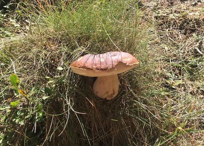 Jolie Petite Maison Chez Barbara Hébergement de vacances *